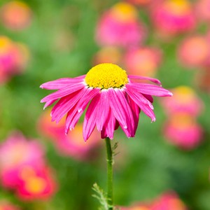 Lyserød blomst i fokus med smæk på farverne af Palle Christensen